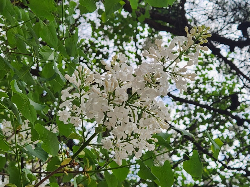 하얀 라일락의 향기도 너무 좋아요~