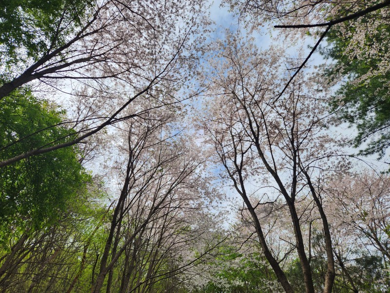 벚나무 꽃길에서의 봄 산책