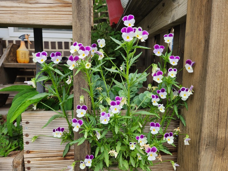 예쁜 화분용 제비꽃이에요..