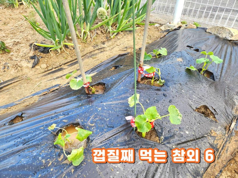 5월 10일, 드디어 참외 모종을 심었습니다.~